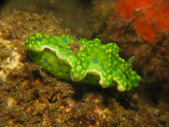  Miamira sinuata (Sea Slug)